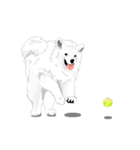 SAMOYED LOVE 4（個別スタンプ：28）