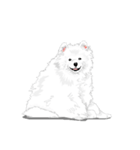 SAMOYED LOVE 4（個別スタンプ：32）