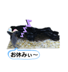 ウーパールーパーのウパパ♡スタンプ♡（個別スタンプ：3）