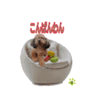 そら豆くん あいさつ（個別スタンプ：10）