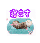 そら豆くん あいさつ（個別スタンプ：16）
