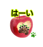 そら豆くん あいさつ（個別スタンプ：36）