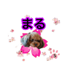 そら豆くん あいさつ（個別スタンプ：37）