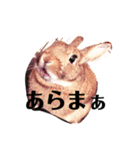 気分屋うさぎのラテ様。（個別スタンプ：6）