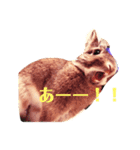 気分屋うさぎのラテ様。（個別スタンプ：8）