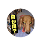 ダックスのチョコちゃん（個別スタンプ：1）