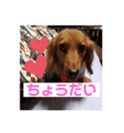 ダックスのチョコちゃん（個別スタンプ：2）
