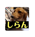 ダックスのチョコちゃん（個別スタンプ：3）