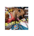 ダックスのチョコちゃん（個別スタンプ：5）