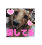 ダックスのチョコちゃん（個別スタンプ：6）
