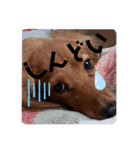 ダックスのチョコちゃん（個別スタンプ：7）