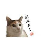 ミケオス♂のふーちゃん（個別スタンプ：4）