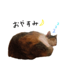 ミケオス♂のふーちゃん（個別スタンプ：5）