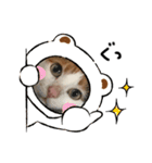 ミケオス♂のふーちゃん（個別スタンプ：6）
