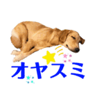 もっちゃん日常スタンプ（個別スタンプ：11）
