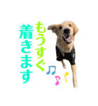 もっちゃん日常スタンプ（個別スタンプ：20）