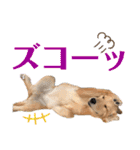 もっちゃん日常スタンプ（個別スタンプ：25）