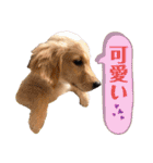 もっちゃん日常スタンプ（個別スタンプ：29）