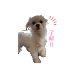 我が家の癒しワンコ♡（個別スタンプ：7）