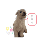 我が家の癒しワンコ♡（個別スタンプ：8）