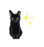 黒猫のメイ（個別スタンプ：1）