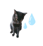 黒猫のメイ（個別スタンプ：2）