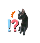 黒猫のメイ（個別スタンプ：3）