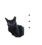 黒猫のメイ（個別スタンプ：4）