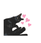 黒猫のメイ（個別スタンプ：5）