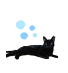 黒猫のメイ（個別スタンプ：7）