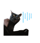 黒猫のメイ（個別スタンプ：8）