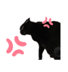 黒猫のメイ（個別スタンプ：10）