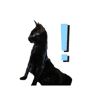 黒猫のメイ（個別スタンプ：11）