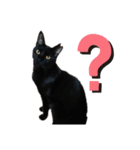 黒猫のメイ（個別スタンプ：12）