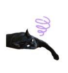 黒猫のメイ（個別スタンプ：13）