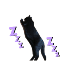 黒猫のメイ（個別スタンプ：15）
