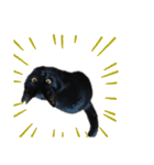 黒猫のメイ（個別スタンプ：16）