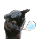 黒猫のメイ（個別スタンプ：17）