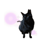 黒猫のメイ（個別スタンプ：20）