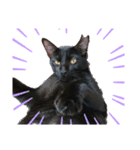 黒猫のメイ（個別スタンプ：21）