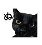 黒猫のメイ（個別スタンプ：23）