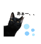 黒猫のメイ（個別スタンプ：25）