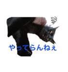 黒猫のメイ（個別スタンプ：29）
