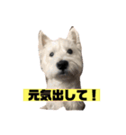 アンディチャッピースクラッフィ（個別スタンプ：15）