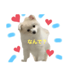 かなちゃんのポメチーエアのスタンプ（個別スタンプ：1）