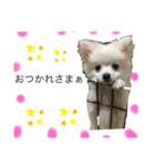 かなちゃんのポメチーエアのスタンプ（個別スタンプ：2）