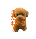 びびちゃんスタンプ 1（個別スタンプ：9）