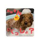 びびちゃんスタンプ 1（個別スタンプ：15）