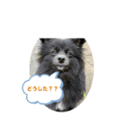 黒ポメラニアンのハルちゃん（個別スタンプ：3）