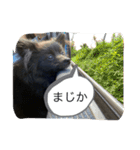 黒ポメラニアンのハルちゃん（個別スタンプ：5）